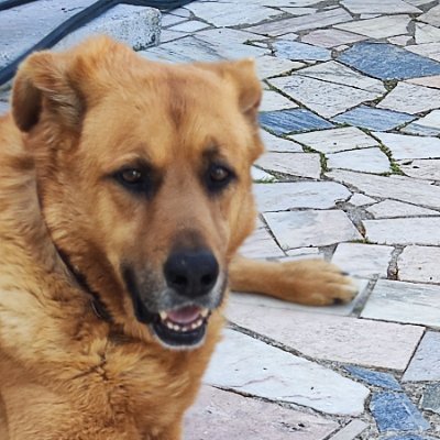 gcsamendes's profile picture. 