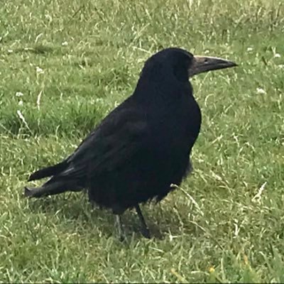 MuteWaterloo's profile picture. 代数幾何。ドイツ語既習勢。