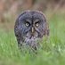 Owl_Lover (@owllove79253310) Twitter profile photo Owl_Lover (@owllove79253310) Twitter profile photo
