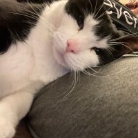MissCat (@kittycat916) 's Twitter Profile