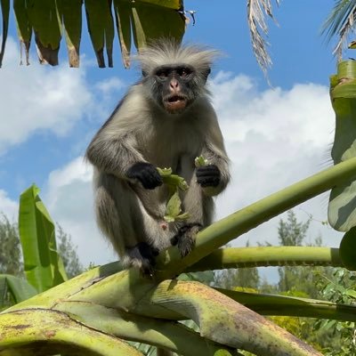 Primatology 🐒 at Bangor University, Wales, UK 🇬🇧 Tweets by: @alexvgeorgiev NEW DEGREE: https://t.co/LPCmdRIofS