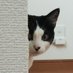 🐈️ハチワレまつさん🐈️ (@milksun3693) Twitter profile photo 🐈️ハチワレまつさん🐈️ (@milksun3693) Twitter profile photo