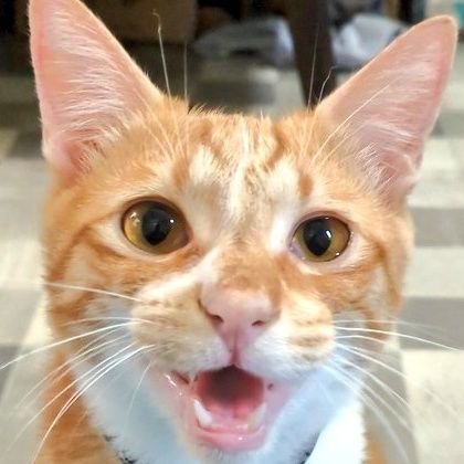 neko_okinawa's profile picture. 猫初心者の飼い主と左目の涙管詰まって常に涙目な猫様の成長日記
中級者と偉そうですが、猫初心者って名前にしてしまったからです。
分からないこと多いので教えてもらえると助かります。
モンスト歴長いです。ク○イベとか言う人は苦手です。