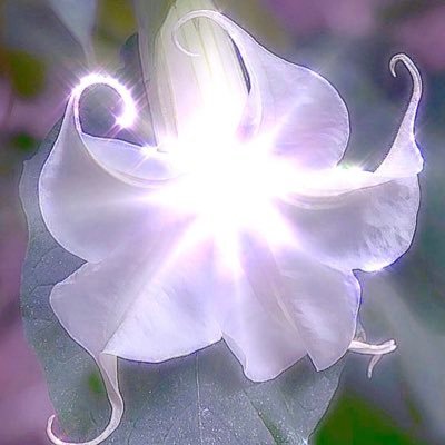 minibagelgirli's profile picture. 