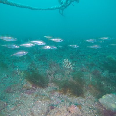 Applied Marine Ecosystems Research (aMER) unit @PlymUni - marine ecology to inform environmental management.