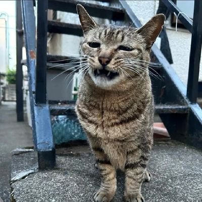 天国に猫がいないなら行きたくない。
🤦🐈✨💦