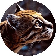 OCELOT4891 Profile Picture