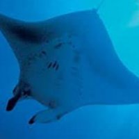 Deep Blue (@_bluedeep_) 's Twitter Profile Photo