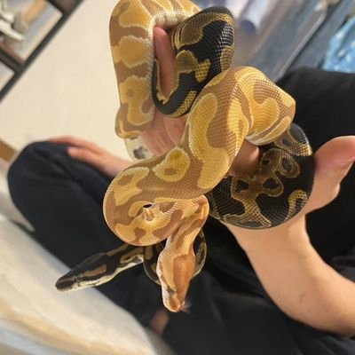 iwabuchirabo's profile picture. 