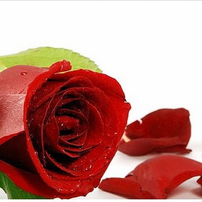 muhammedar1166's profile picture. 