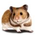 Hamster Gas (@MassEffectUSA) Twitter profile photo