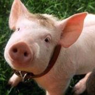 ErgBoyo's profile picture. 