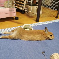 CEK族のちぇけ🐰 (@puzzle_cheke) 's Twitter Profile Photo