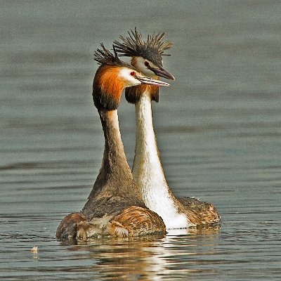 The Birds of Wintersett Profile