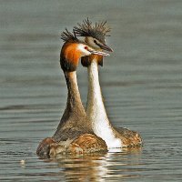 The Birds of Wintersett (@bowintersett2) 's Twitter Profile Photo