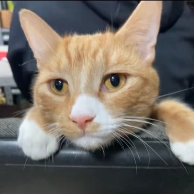 howtodrive_acad's profile picture. getting money crashing cars still working on the hoes 
IG: @hownottodrive.academy