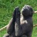 Ape and Pray Cap (@anpcapital) Twitter profile photo Ape and Pray Cap (@anpcapital) Twitter profile photo