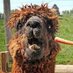 Crackhead Alpaca (@CrackheadAlpaca) Twitter profile photo