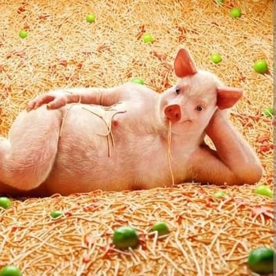 sainsPapuabar's profile picture. nbx