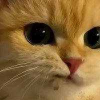 Layu (@layufirst) 's Twitter Profile