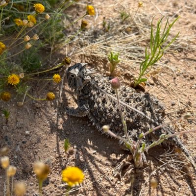 Hueco Tanks SP & HS Profile