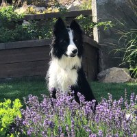 Team Steeves 🐾☮️🇨🇦🇺🇸🌊💔🟧🌻(@DaveSteeves6) 's Twitter Profile Photo