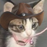 Cats 🐀 🐌 (@catsdrinkingtea) 's Twitter Profile Photo