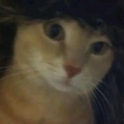 themanneacat