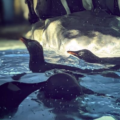 max21584214's profile picture. 映画と写真とお酒が好きな社畜
ジョゼ虎/LAS/ウマ娘