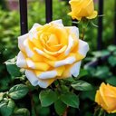 Glendy Reyes - @MieldeRoss - Twitter