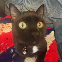 Hestia 🇵🇸 (@real_hestia) 's Twitter Profile Photo Hestia 🇵🇸 (@real_hestia) 's Twitter Profile Photo