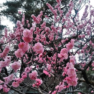 hakubi365852's profile picture. 