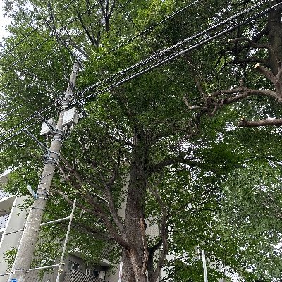 以下のリンクで署名集めてます！
もう一つトトロの樹、西荻けやきを守ろう！
Save our sacred Zelkova tree in Nishiogikubo!
#西荻北のご神木伐採に反対します
#SaveTheTrees