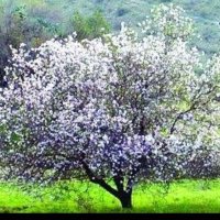 محمد بن علي (@mohad_17) 's Twitter Profile
