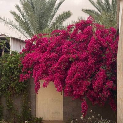 moaath2026's profile picture. ربَّاهُ عونكَ فالأمواجُ عاصِفُةٌ ،، ومركبي تائِهٌ والبـحرُ مَسْجُـورُ ،