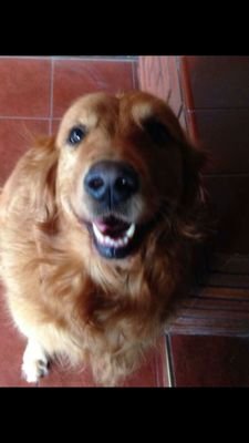 LOS EXTRAÑO 🐕 🐕 🐕
NO al maltrato animal 💓 🐾 🐕
NO a la tracción a sangre 🐎
NO a la impunidad
💛 MM 🇦🇷