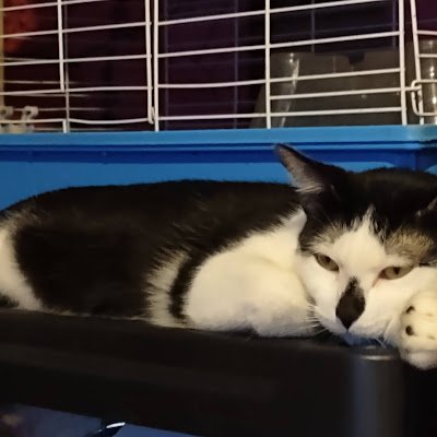 litbit19811's profile picture. Look for little piggy so empty your wallet in my Cash app$ loveyouforever19811 tributes 100$