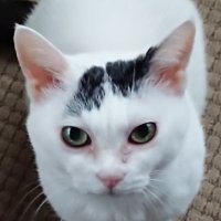 Chika_Pleasure (@chika_pleasure) Twitter profile photo