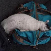 Primpfeffin Nüllefee (@schmelzflocken) 's Twitter Profile Photo