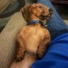 FFChipSeeker_3's profile picture. Known to talk D&D, Fantasy Football #SFB12, #SFB13, AEW, NFL, Titan Up, Braves, Predators, and everything Vols/Lady Vols. Taking’er easy for all us sinners.....