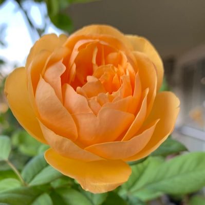 cheeさんのプロフィール画像