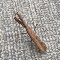 ノ (@nononon7777) Twitter profile photo