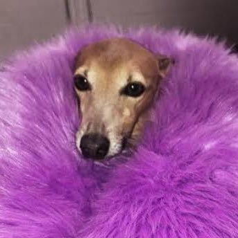 buubuur123's profile picture. 