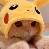 Gatito que tuitea cosas (@gatitojoseos) 's Twitter Profile
