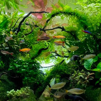 高校生アクアリウムにハマってます🌿🐠 水草、熱帯魚色々勉強中です。猫大好きです。無言フォロー 失礼します🙇‍♀️ 忙しくて投稿出来てないですがよろしくお願いします🙏