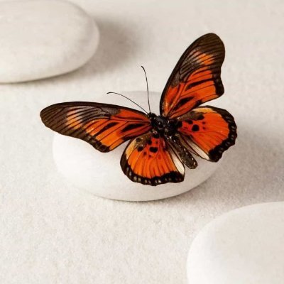 davidfan254136's profile picture. 