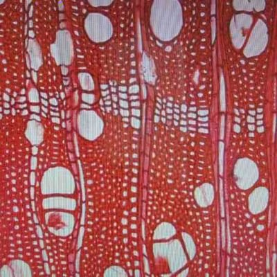 fossilwoods's profile picture. 