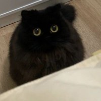 แมวดำ(@SINGEIN_) 's Twitter Profile Photo
