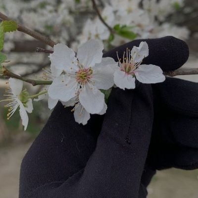 AlzhraAyman1's profile picture. المُستراحُ بجنّةٍ  ، أما هنا .. يأيها الإنسانُ إنك كادح 🌸

|| Software Engineering 👩🏻‍💻