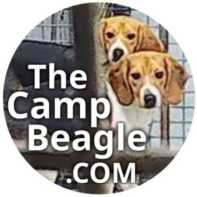 TheCampBeagle_ Profile Picture